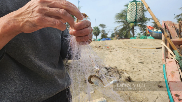 Loài cá khoai ngon ở Thanh Hóa, giá bán gần 500.000 đồng/kg - Hình 8 Loai ca khoai ngon o Thanh Hoa, gia ban gan 500.000 dong/kg-Hinh-8