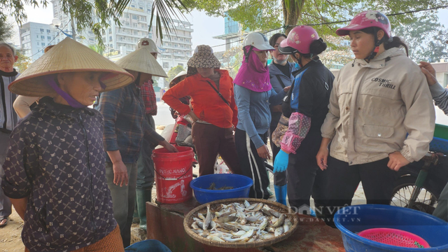 Loài cá khoai ngon ở Thanh Hóa, giá bán gần 500.000 đồng/kg - Hình 2 Loai ca khoai ngon o Thanh Hoa, gia ban gan 500.000 dong/kg-Hinh-2