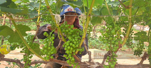 Trồng nho ở Sơn La sai trĩu quả, nông dân “bỏ túi” bộn tiền - Hình 4 Trong nho o Son La sai triu qua, nong dan “bo tui” bon tien-Hinh-4