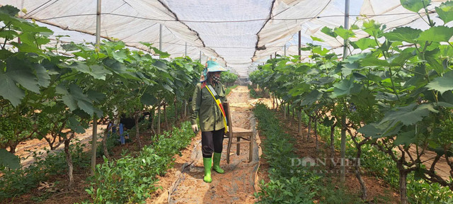 Trồng nho ở Sơn La sai trĩu quả, nông dân “bỏ túi” bộn tiền - Hình 5 Trong nho o Son La sai triu qua, nong dan “bo tui” bon tien-Hinh-5