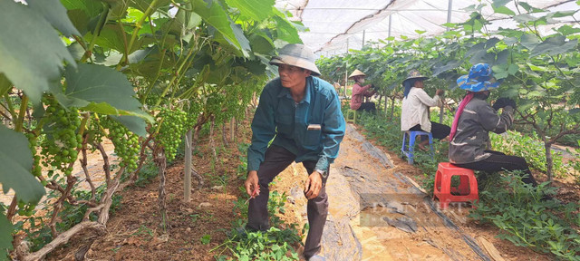 Trồng nho ở Sơn La sai trĩu quả, nông dân “bỏ túi” bộn tiền Trong nho o Son La sai triu qua, nong dan “bo tui” bon tien