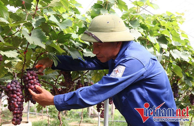 Biến ruộng hoang thành vườn nho 'check-in' siêu hot Bien ruong hoang thanh vuon nho 'check-in' sieu hot