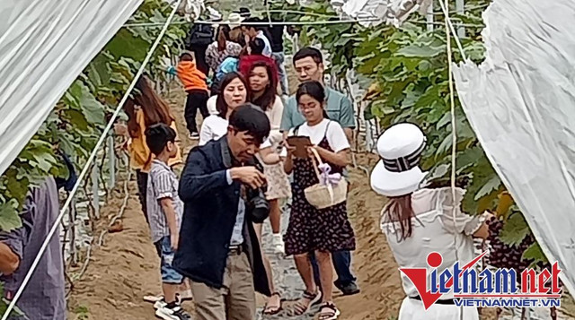 Biến ruộng hoang thành vườn nho 'check-in' siêu hot - Hình 5 Bien ruong hoang thanh vuon nho 'check-in' sieu hot-Hinh-5