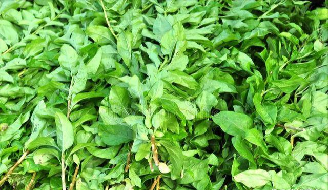 Loại rau dại ít người ăn là vị thuốc quý tốt cho gan - Hình 3 Loai rau dai it nguoi an la vi thuoc quy tot cho gan-Hinh-3
