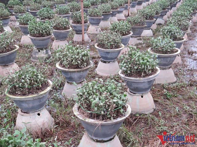 Hoa Tết bị nước lũ nhấn chìm, người dân xứ Huế lo trắng tay Hoa Tet bi nuoc lu nhan chim, nguoi dan xu Hue lo trang tay