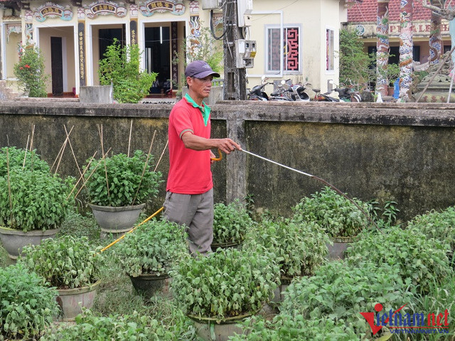 Hoa Tết bị nước lũ nhấn chìm, người dân xứ Huế lo trắng tay - Hình 3 Hoa Tet bi nuoc lu nhan chim, nguoi dan xu Hue lo trang tay-Hinh-3