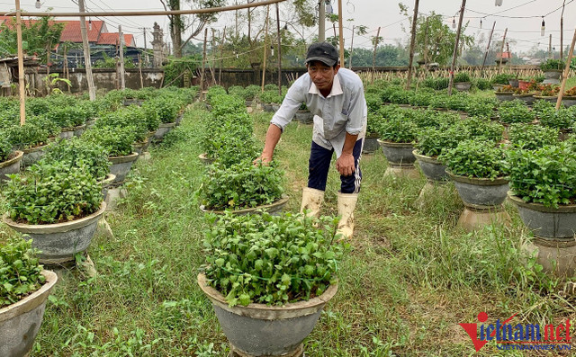 Hoa Tết bị nước lũ nhấn chìm, người dân xứ Huế lo trắng tay - Hình 2 Hoa Tet bi nuoc lu nhan chim, nguoi dan xu Hue lo trang tay-Hinh-2