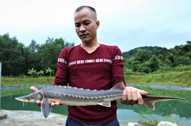 Nuôi thành công cá tầm ở Hà Tĩnh, lợi nhuận cao - Hình 2 Nuoi thanh cong ca tam o Ha Tinh, loi nhuan cao-Hinh-2