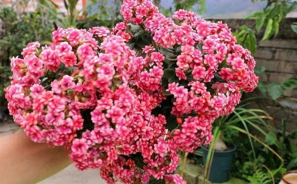 Sau tháng 10 thích hợp để 3 loại hoa nở đẹp, dễ chăm sóc - Hình 5 Sau thang 10 thich hop de 3 loai hoa no dep, de cham soc-Hinh-5