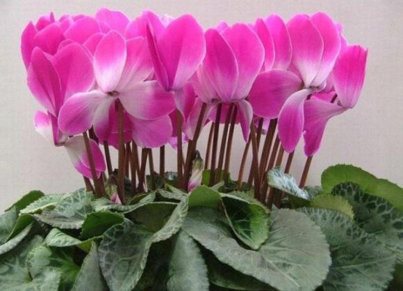 Sau tháng 10 thích hợp để 3 loại hoa nở đẹp, dễ chăm sóc - Hình 3 Sau thang 10 thich hop de 3 loai hoa no dep, de cham soc-Hinh-3