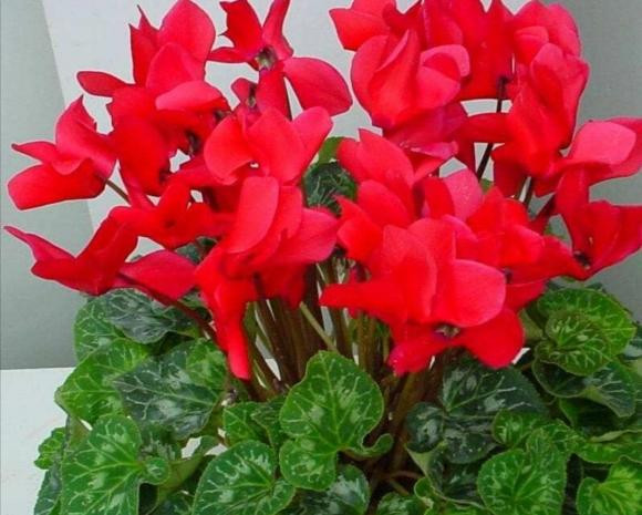 Sau tháng 10 thích hợp để 3 loại hoa nở đẹp, dễ chăm sóc - Hình 2 Sau thang 10 thich hop de 3 loai hoa no dep, de cham soc-Hinh-2