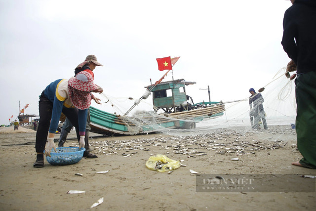 Tháng Giêng, ngư dân Thanh Hóa gỡ cá trích mỏi tay - Hình 6 Thang Gieng, ngu dan Thanh Hoa go ca trich moi tay-Hinh-6