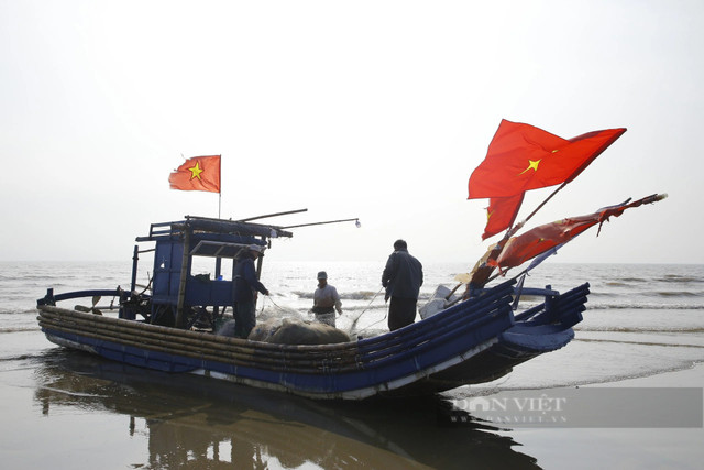 Tháng Giêng, ngư dân Thanh Hóa gỡ cá trích mỏi tay - Hình 7 Thang Gieng, ngu dan Thanh Hoa go ca trich moi tay-Hinh-7