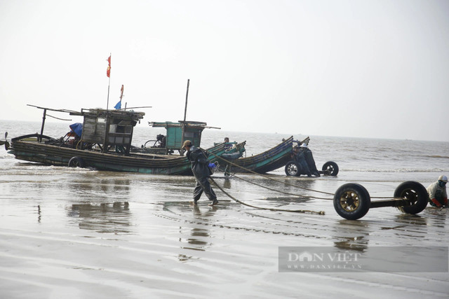 Tháng Giêng, ngư dân Thanh Hóa gỡ cá trích mỏi tay - Hình 9 Thang Gieng, ngu dan Thanh Hoa go ca trich moi tay-Hinh-9