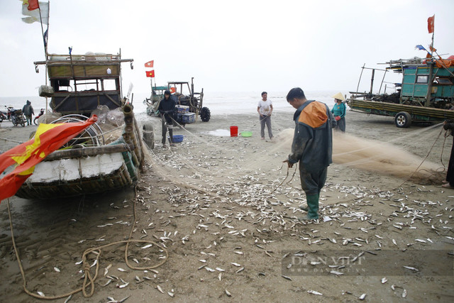 Tháng Giêng, ngư dân Thanh Hóa gỡ cá trích mỏi tay - Hình 4 Thang Gieng, ngu dan Thanh Hoa go ca trich moi tay-Hinh-4