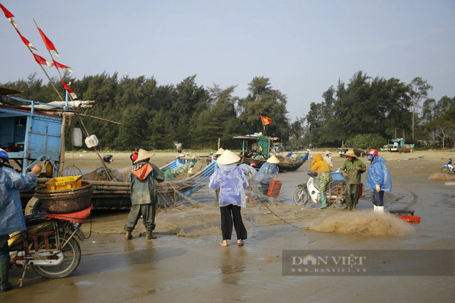 Tháng Giêng, ngư dân Thanh Hóa gỡ cá trích mỏi tay - Hình 3 Thang Gieng, ngu dan Thanh Hoa go ca trich moi tay-Hinh-3
