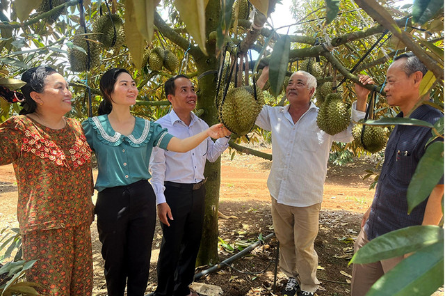 Nông dân ở Phú Yên thu nhập khủng nhờ trồng sầu riêng Nong dan o Phu Yen thu nhap khung nho trong sau rieng