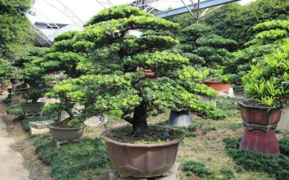 Loại cây chục năm không ra hoa, khi hoa nở có "điềm" giàu Loai cay chuc nam khong ra hoa, khi hoa no co