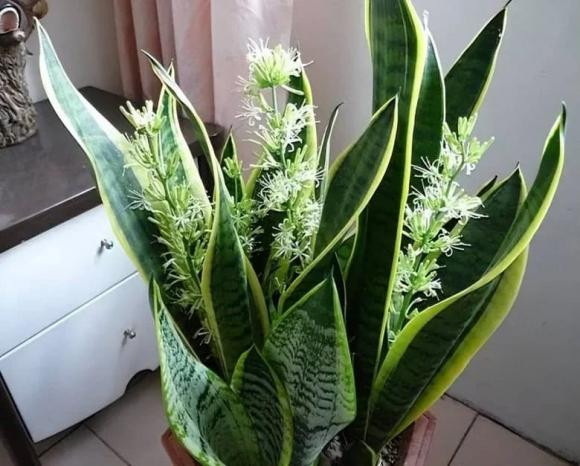 Loại cây chục năm không ra hoa, khi hoa nở có "điềm" giàu - Hình 2 Loai cay chuc nam khong ra hoa, khi hoa no co