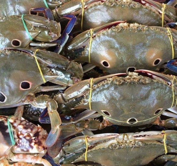 Người dân vùng biển chỉ cách phân biệt 5 loại ghẹ, loại này ngon nhất Nguoi dan vung bien chi cach phan biet 5 loai ghe, loai nay ngon nhat