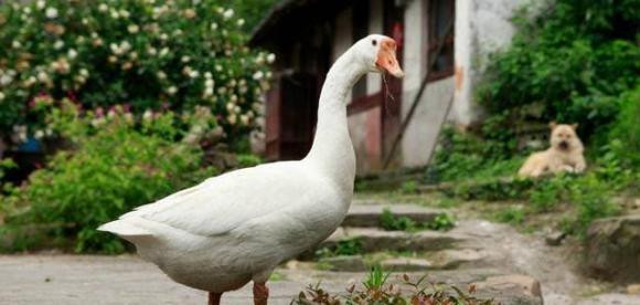 Vì sao nói rắn không dám đến chỗ người nuôi ngỗng? Vi sao noi ran khong dam den cho nguoi nuoi ngong?