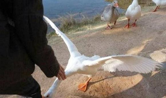 Vì sao nói rắn không dám đến chỗ người nuôi ngỗng? - Hình 5 Vi sao noi ran khong dam den cho nguoi nuoi ngong?-Hinh-5