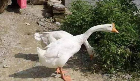 Vì sao nói rắn không dám đến chỗ người nuôi ngỗng? - Hình 6 Vi sao noi ran khong dam den cho nguoi nuoi ngong?-Hinh-6