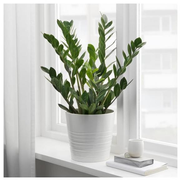 3 "đại kỵ" cần tránh khi trồng cây kim tiền - Hình 4 3