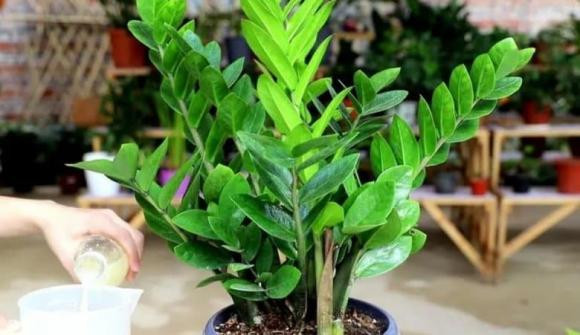 3 "đại kỵ" cần tránh khi trồng cây kim tiền - Hình 2 3
