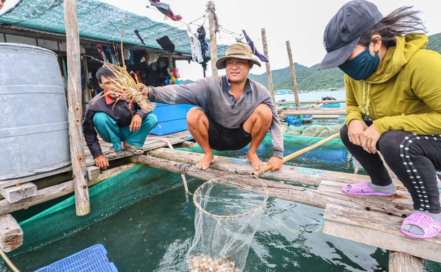 Nguyên nhân tôm hùm bông ở Khánh Hòa chết hàng loạt Nguyen nhan tom hum bong o Khanh Hoa chet hang loat