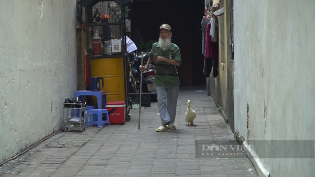 Lạ lùng cụ ông dắt vịt đi dạo khắp phố cổ Hà Nội La lung cu ong dat vit di dao khap pho co Ha Noi