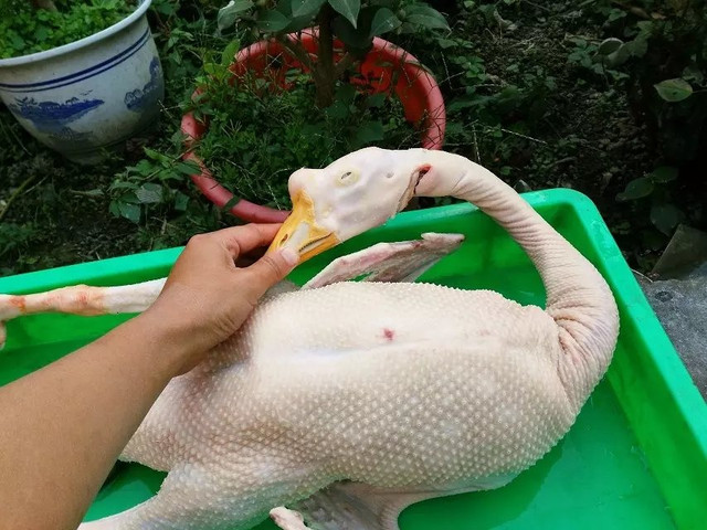 Loại thịt hương vị tuyệt phẩm, ăn đứt các loại gia cầm khác - Hình 2 Loai thit huong vi tuyet pham, an dut cac loai gia cam khac-Hinh-2