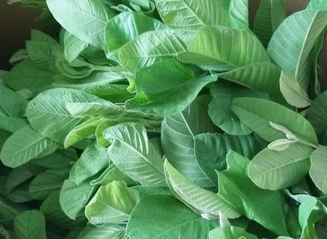 Thực hư uống nước lá ổi chữa bách bệnh, "đánh tan" cả ung thư Thuc hu uong nuoc la oi chua bach benh,