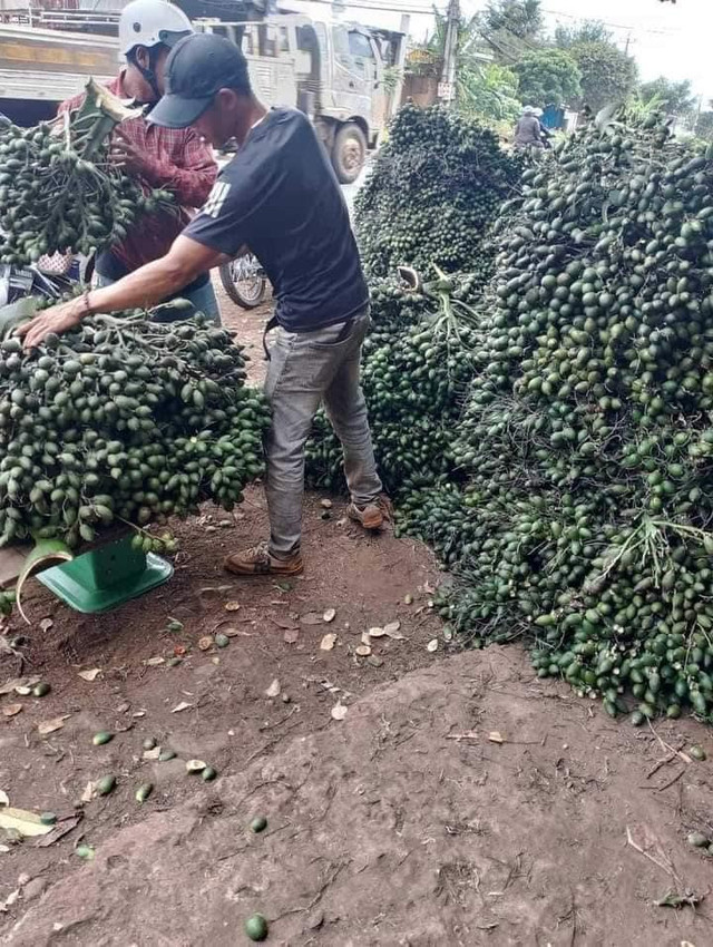Cau tươi được mua giá 90.000 đồng/kg, nhiều lợi ích bất ngờ Cau tuoi duoc mua gia 90.000 dong/kg, nhieu loi ich bat ngo