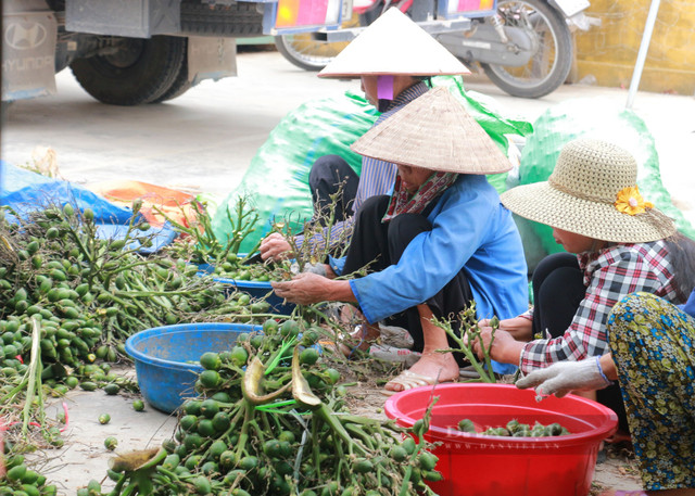 Cau tươi được mua giá 90.000 đồng/kg, nhiều lợi ích bất ngờ - Hình 3 Cau tuoi duoc mua gia 90.000 dong/kg, nhieu loi ich bat ngo-Hinh-3