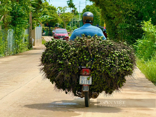Cau tươi được mua giá 90.000 đồng/kg, nhiều lợi ích bất ngờ - Hình 2 Cau tuoi duoc mua gia 90.000 dong/kg, nhieu loi ich bat ngo-Hinh-2
