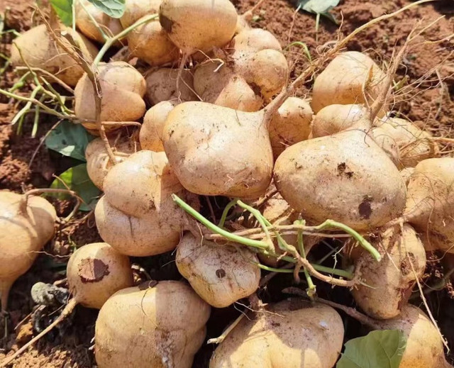 Củ đậu bổ phổi, mang nấu canh hay xào cực ngon - Hình 2 Cu dau bo phoi, mang nau canh hay xao cuc ngon-Hinh-2