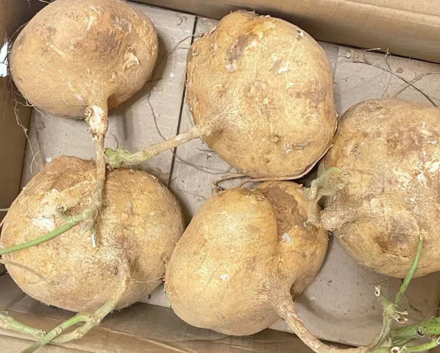 Củ đậu bổ phổi, mang nấu canh hay xào cực ngon - Hình 4 Cu dau bo phoi, mang nau canh hay xao cuc ngon-Hinh-4