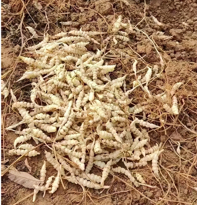 Loại rau dại hình dạng giống con sâu, được ví như nhân sâm - Hình 11 Loai rau dai hinh dang giong con sau, duoc vi nhu nhan sam-Hinh-11