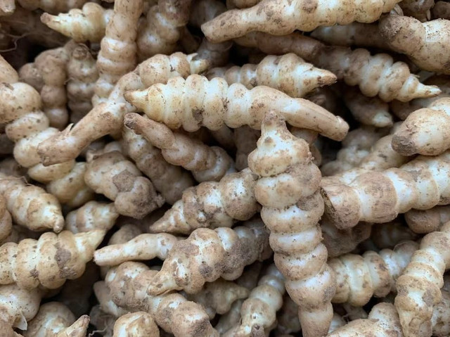 Loại rau dại hình dạng giống con sâu, được ví như nhân sâm - Hình 12 Loai rau dai hinh dang giong con sau, duoc vi nhu nhan sam-Hinh-12