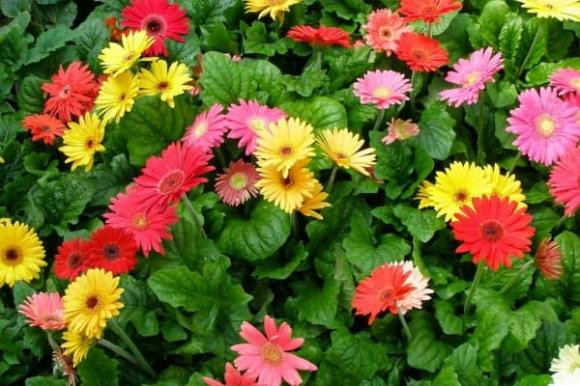 Những loại hoa, cây cảnh mang ý nghĩa tài lộc cho gia chủ Nhung loai hoa, cay canh mang y nghia tai loc cho gia chu