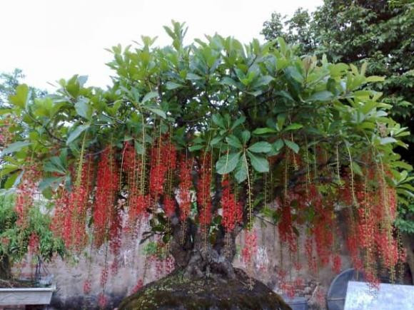 Những loại hoa, cây cảnh mang ý nghĩa tài lộc cho gia chủ - Hình 3 Nhung loai hoa, cay canh mang y nghia tai loc cho gia chu-Hinh-3