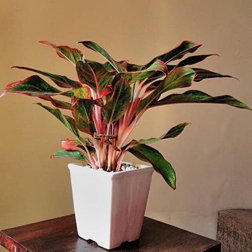 Những loại hoa, cây cảnh mang ý nghĩa tài lộc cho gia chủ - Hình 4 Nhung loai hoa, cay canh mang y nghia tai loc cho gia chu-Hinh-4