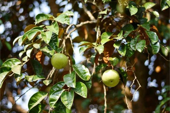 Loại quả xuất khẩu trên thế giới, có hàm lượng sắt gấp 4 lần táo - Hình 4 Loai qua xuat khau tren the gioi, co ham luong sat gap 4 lan tao-Hinh-4