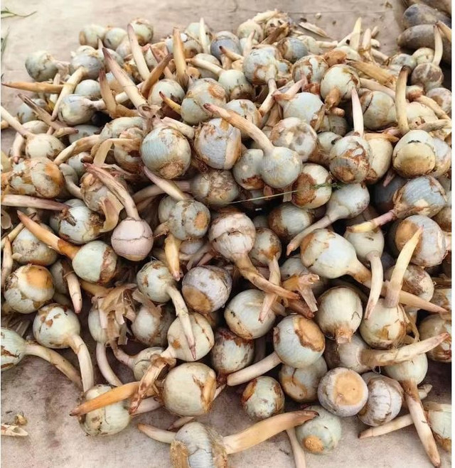 Loại rau dại, lá chế thuốc, củ làm món ăn ngon tuyệt - Hình 2 Loai rau dai, la che thuoc, cu lam mon an ngon tuyet-Hinh-2