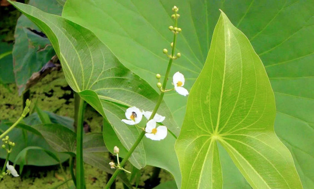 Loại rau dại, lá chế thuốc, củ làm món ăn ngon tuyệt Loai rau dai, la che thuoc, cu lam mon an ngon tuyet