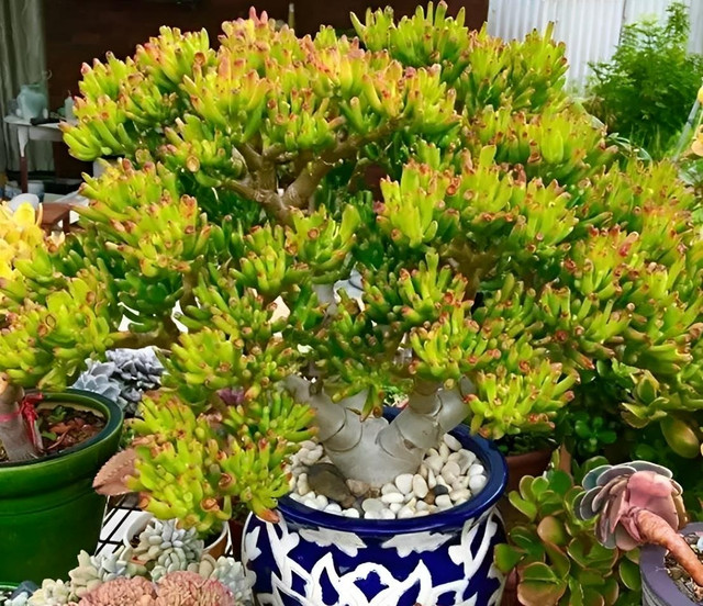 6 cây cảnh xù xì là bảo bối của nhà giàu, giúp đuổi tà khí - Hình 14 6 cay canh xu xi la bao boi cua nha giau, giup duoi ta khi-Hinh-14