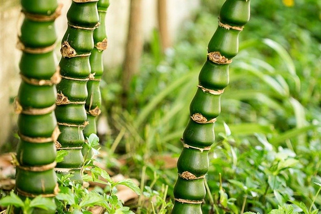 6 cây cảnh xù xì là bảo bối của nhà giàu, giúp đuổi tà khí - Hình 7 6 cay canh xu xi la bao boi cua nha giau, giup duoi ta khi-Hinh-7