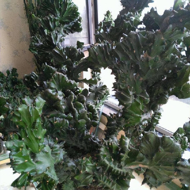 6 cây cảnh xù xì là bảo bối của nhà giàu, giúp đuổi tà khí - Hình 5 6 cay canh xu xi la bao boi cua nha giau, giup duoi ta khi-Hinh-5
