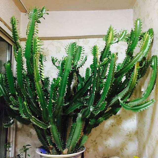 6 cây cảnh xù xì là bảo bối của nhà giàu, giúp đuổi tà khí - Hình 9 6 cay canh xu xi la bao boi cua nha giau, giup duoi ta khi-Hinh-9